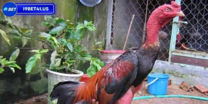 Phòng ngừa bệnh tật và bọ mạt cho chiến kê 