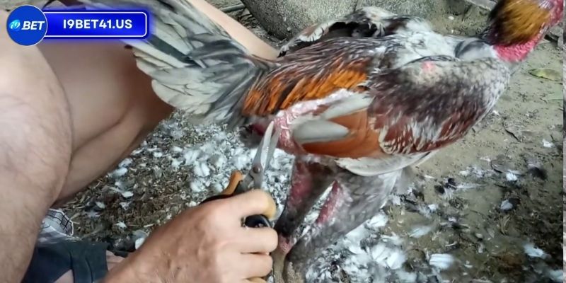 Tại sao cần phải cắt lông gà chọi đẹp? 