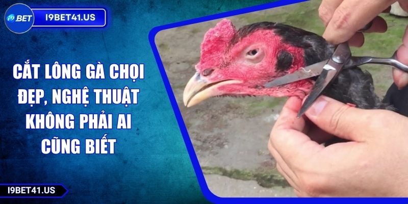 Cắt Lông Gà Chọi Đẹp, Nghệ Thuật Không Phải Ai Cũng Biết 9 Cắt Lông Gà Chọi Đẹp, Nghệ Thuật Không Phải Ai Cũng Biết