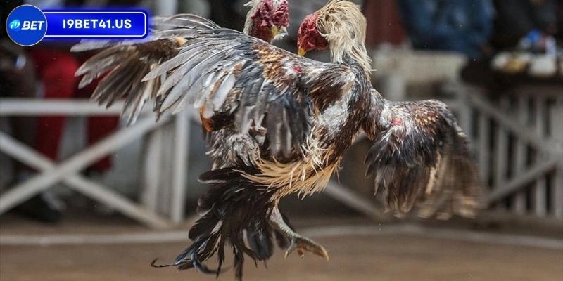 Điểm hấp dẫn vượt trội của trận đá gà 24 tỷ 