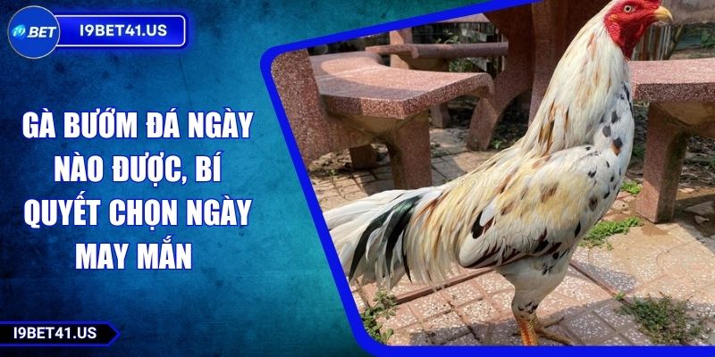 Gà Bướm Đá Ngày Nào Được, Bí Quyết Chọn Ngày May Mắn 1 Gà Bướm Đá Ngày Nào Được, Bí Quyết Chọn Ngày May Mắn
