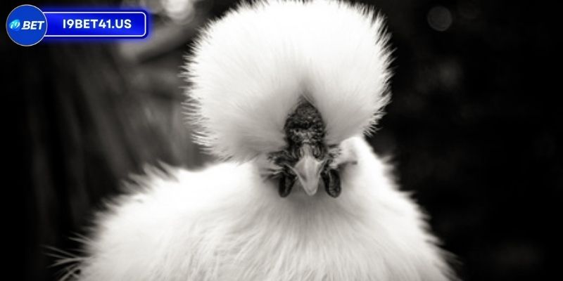 Giống gà assila với bộ lông trắng tinh 