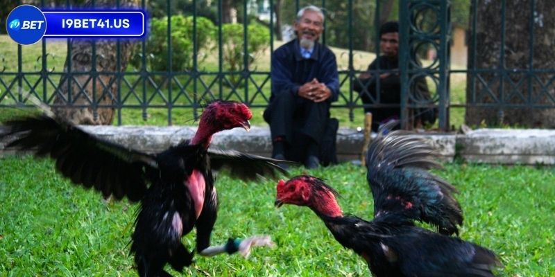 Mẹo giúp người chơi chọn chiến kê đẹp và ưng ý 