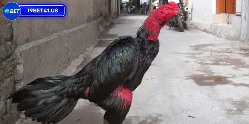 Tại sao các dòng gà chọi đẹp nhất Việt Nam được yêu thích? 