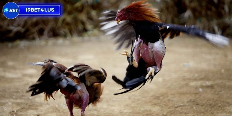 Trận Gà 15 Tỷ, Sự Kiện Đỉnh Cao Của Giới Sư Kê Việt Nam 3 Kết quả chung cuộc của trận đấu lịch sử