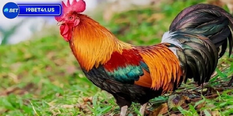 Chiến kê mạng Thủy với sự nhanh nhẹn và linh hoạt 