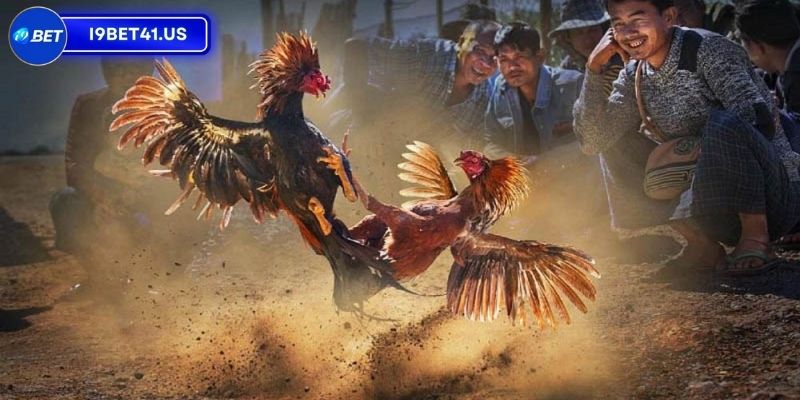 Trận Gà 15 Tỷ, Sự Kiện Đỉnh Cao Của Giới Sư Kê Việt Nam 4 Những minh chứng cho sự kiện đá gà có thật