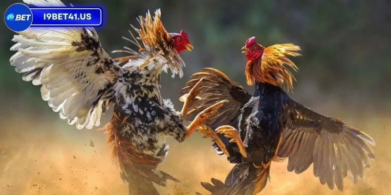 Trận Gà 15 Tỷ, Sự Kiện Đỉnh Cao Của Giới Sư Kê Việt Nam 2 Những thông tin xoay quanh trận gà 15 tỷ