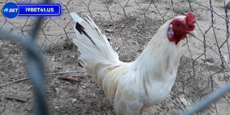 Gà Bướm Đá Ngày Nào Được, Bí Quyết Chọn Ngày May Mắn 4 Các yếu tố quan trọng khi chọn gà bướm đá ngày nào được